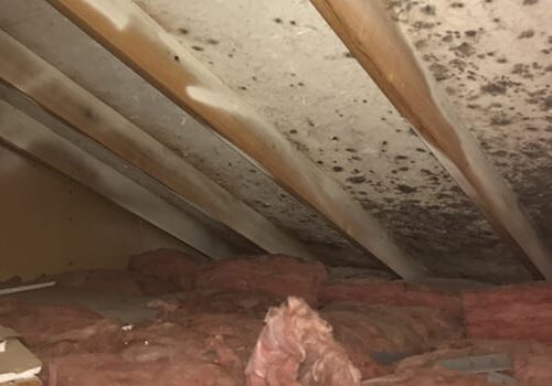 stop mold growth in your attic with lafayette crawlspace remediation